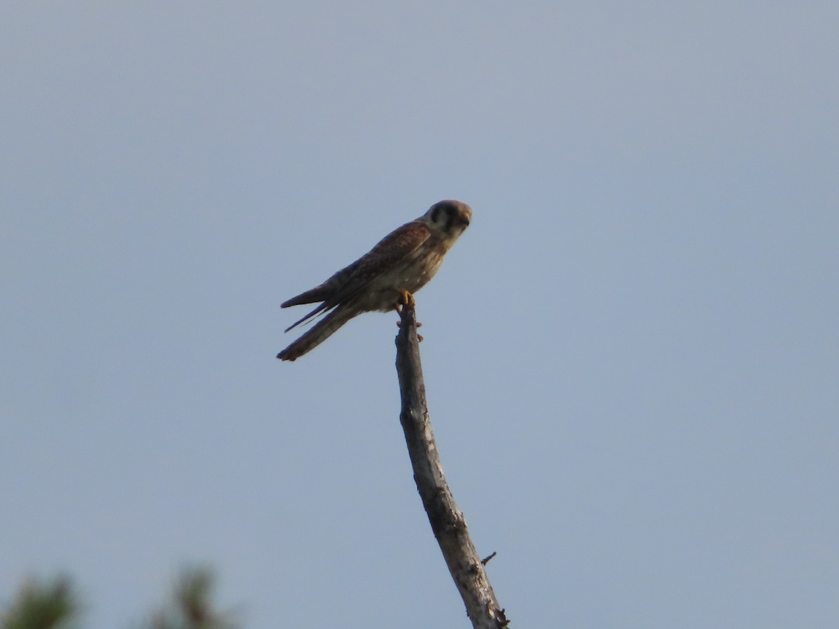 American Kestrel - ML465720101