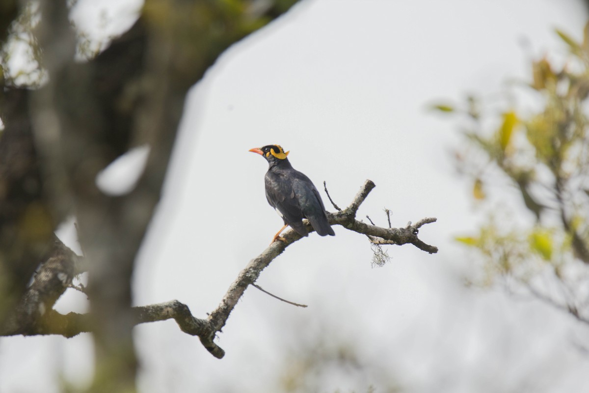 Southern Hill Myna - ML46572011