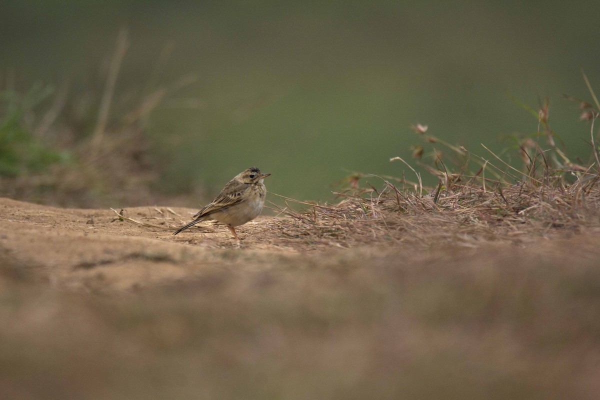 Paddyfield Pipit - ML46572021