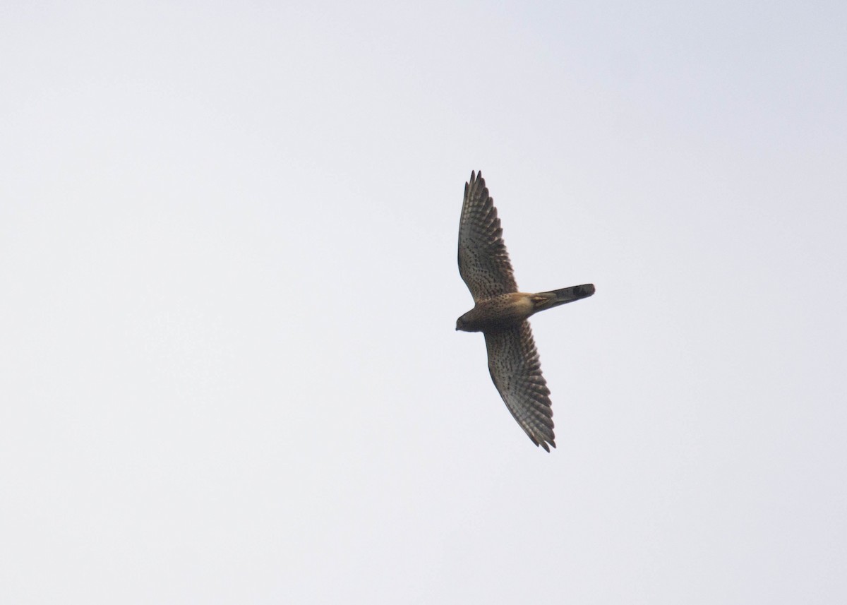 Eurasian Kestrel - Vishnu Vinod