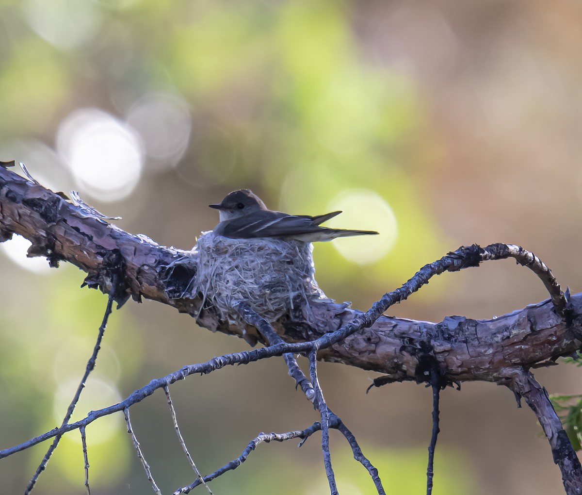 Western Wood-Pewee - Gary Woods