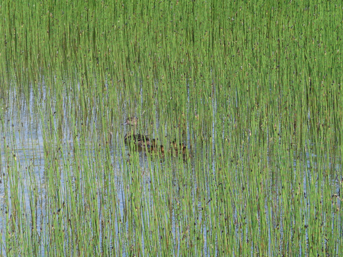 American Wigeon - ML465721081