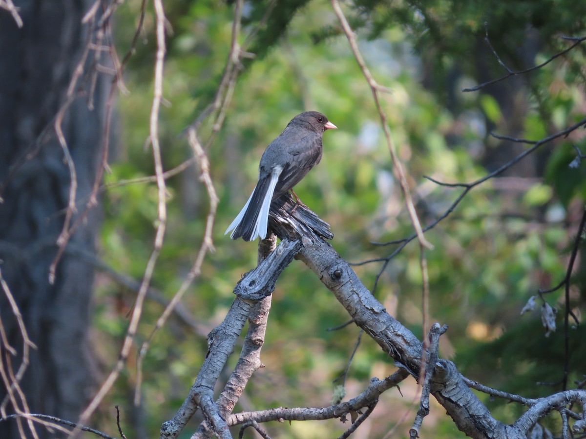 Dark-eyed Junco (Slate-colored) - ML465722331
