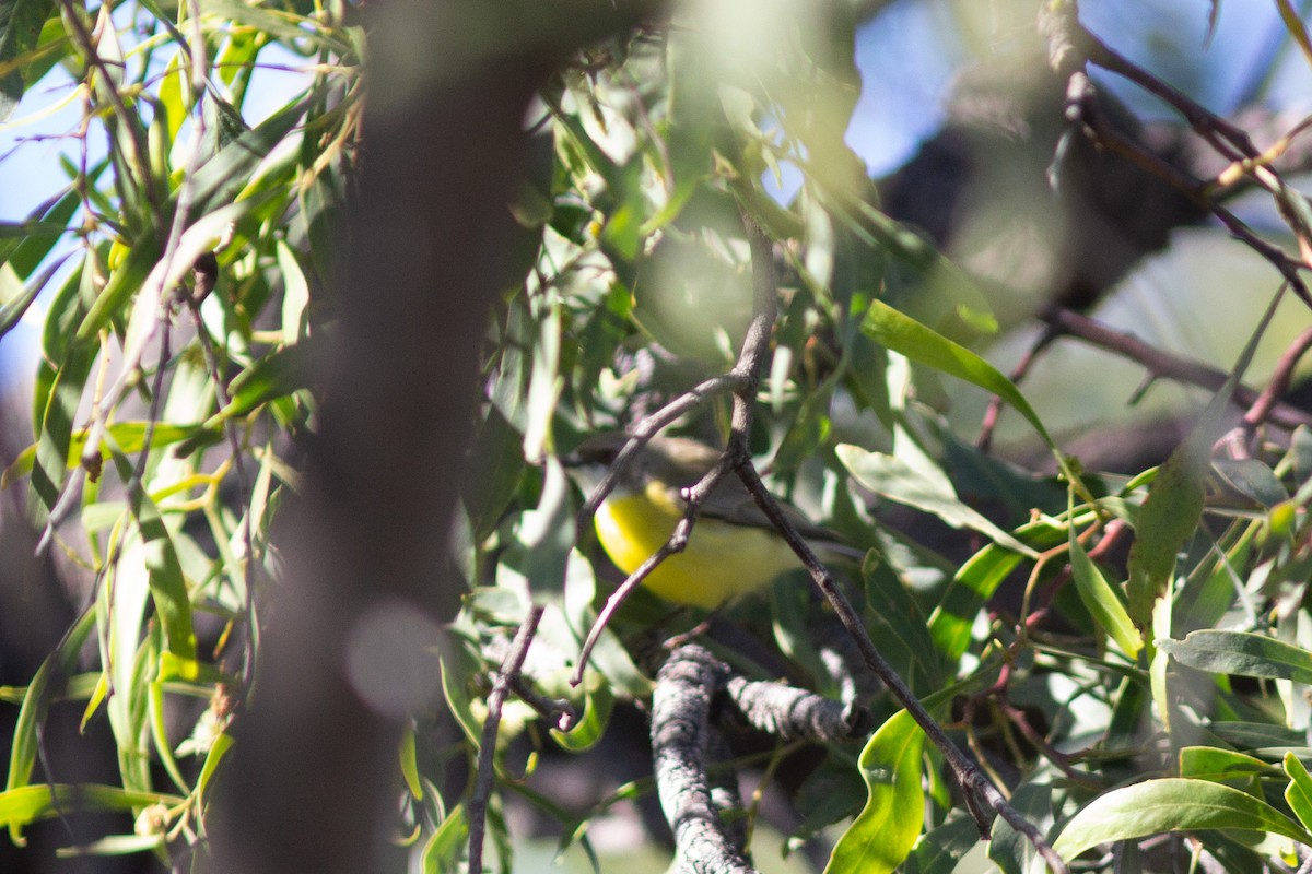 White-throated Gerygone - ML465722541