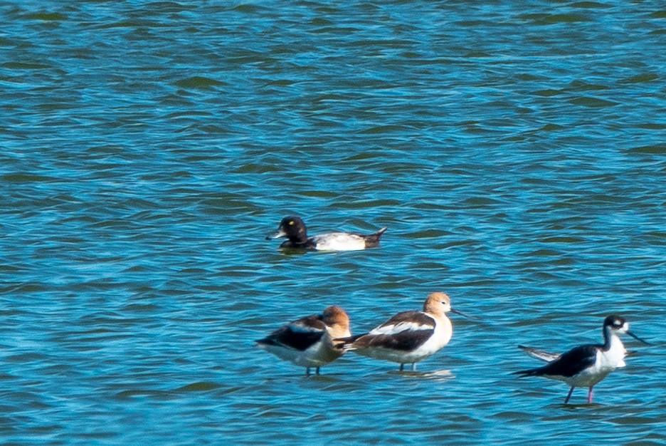 Greater Scaup - ML465722551