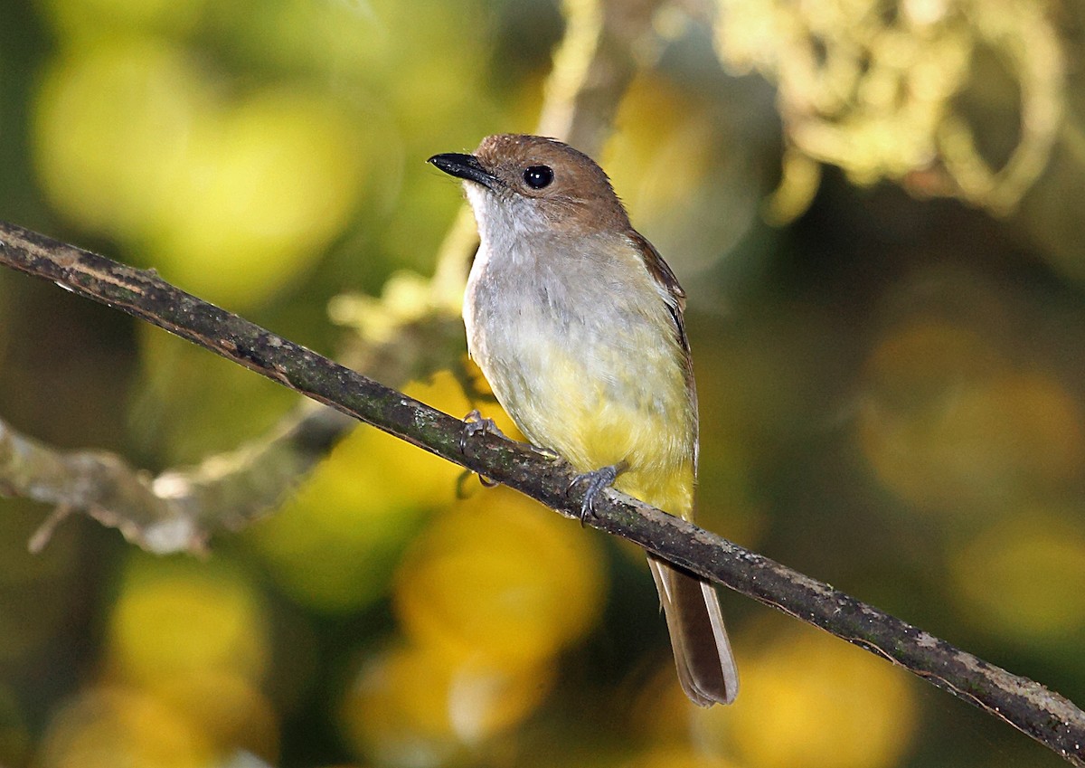 Sulphur-bellied Whistler - Nigel Voaden