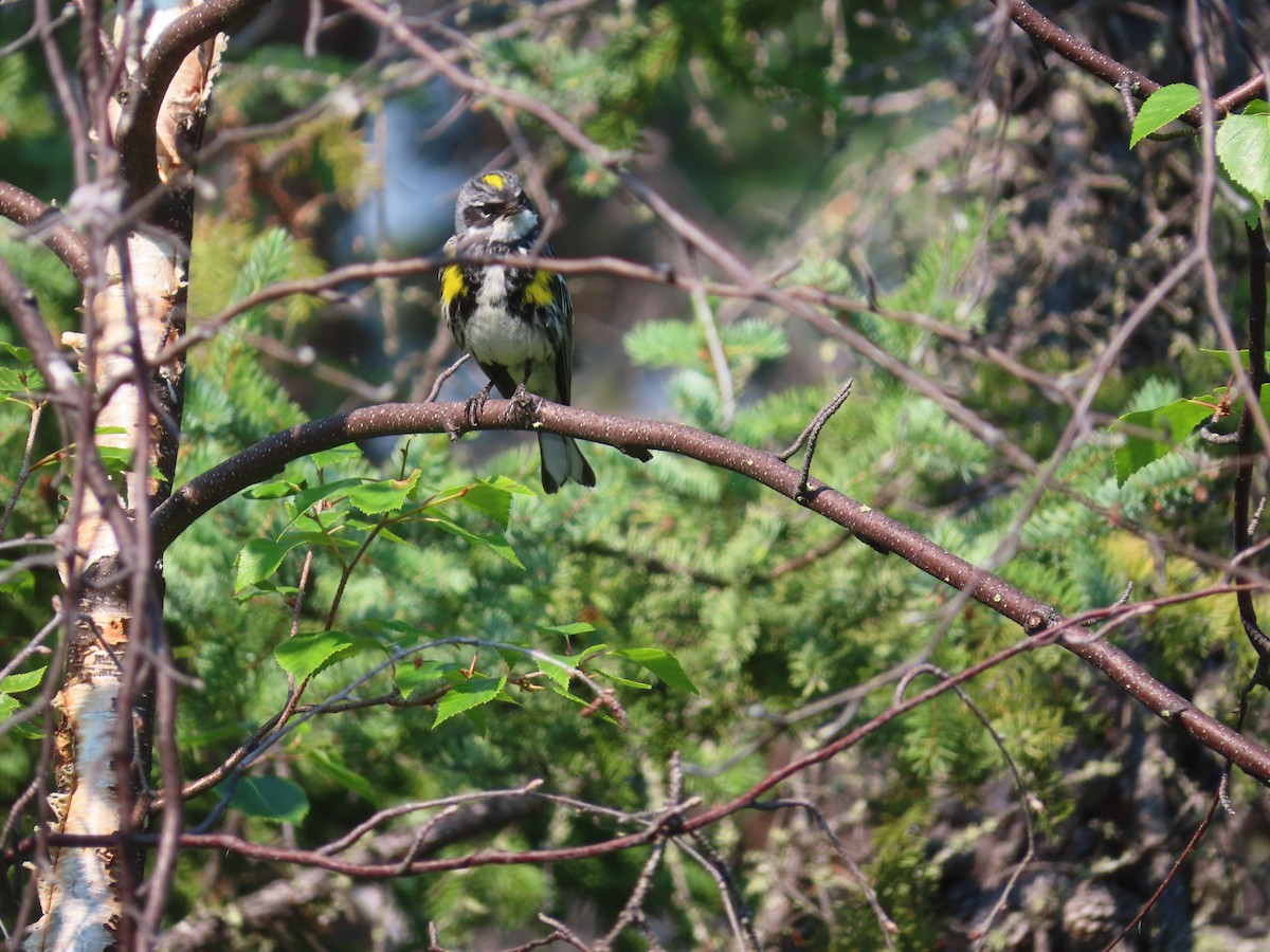 Yellow-rumped Warbler (Myrtle) - ML465724091