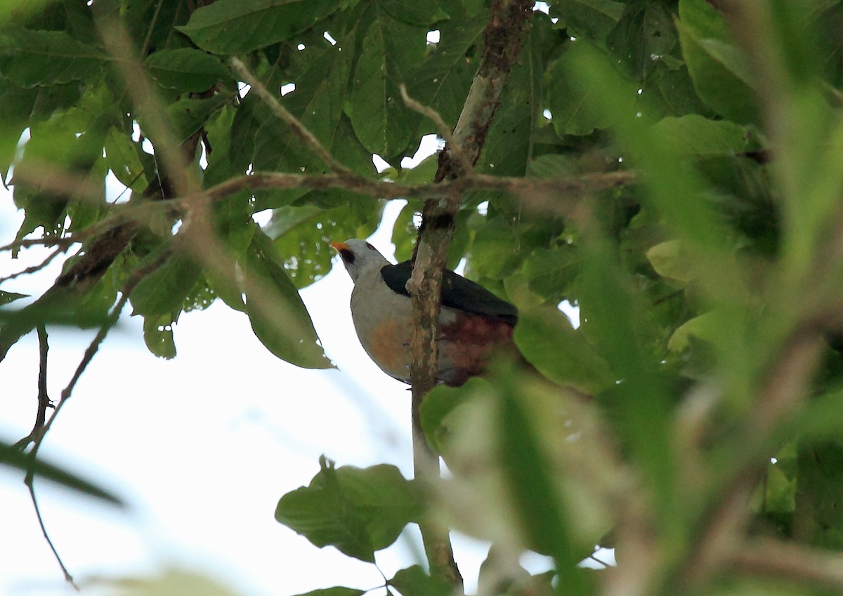 Maroon-chinned Fruit-Dove - ML46572421