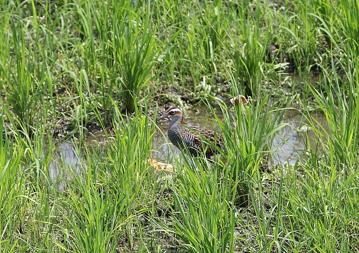 Buff-banded Rail - ML46572461