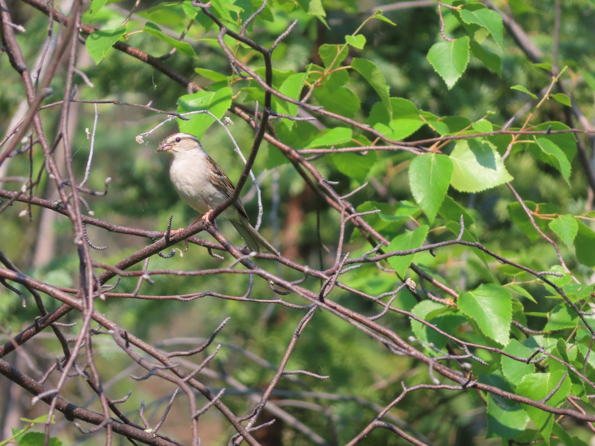 Chipping Sparrow - ML465725111