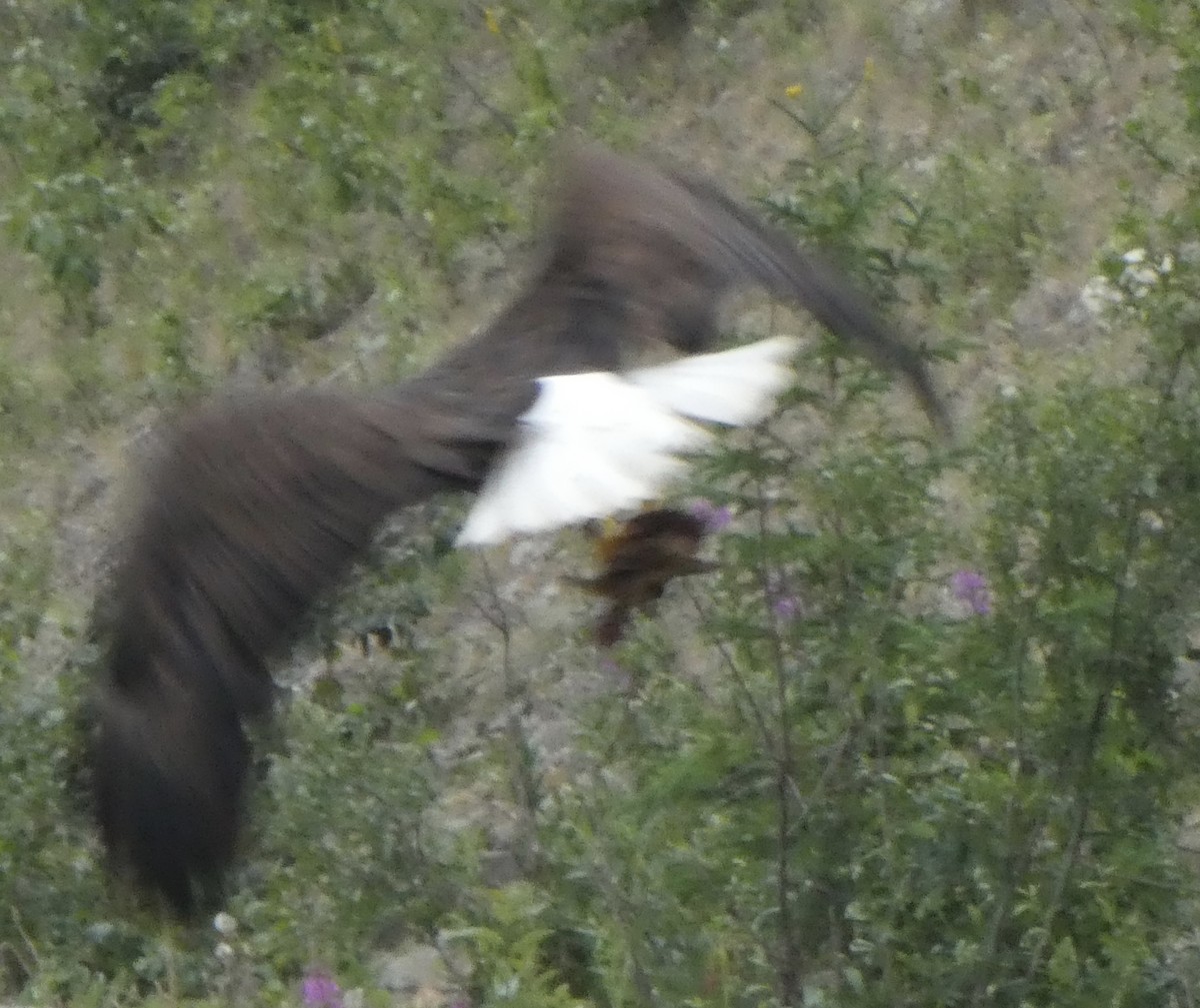 Bald Eagle - ML465725621