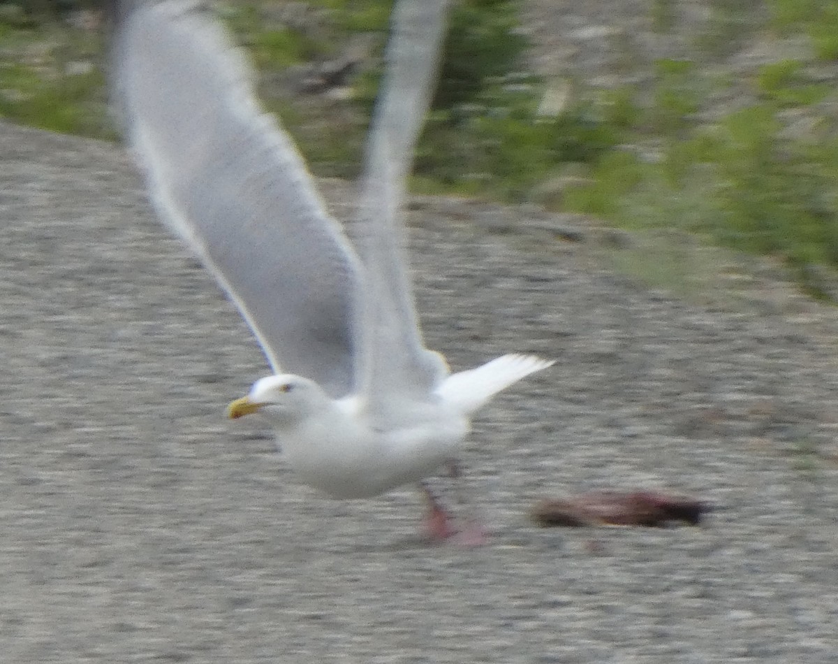 American Herring Gull - ML465725701