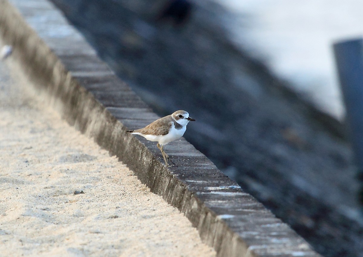 Siberian/Tibetan Sand-Plover - ML46572581