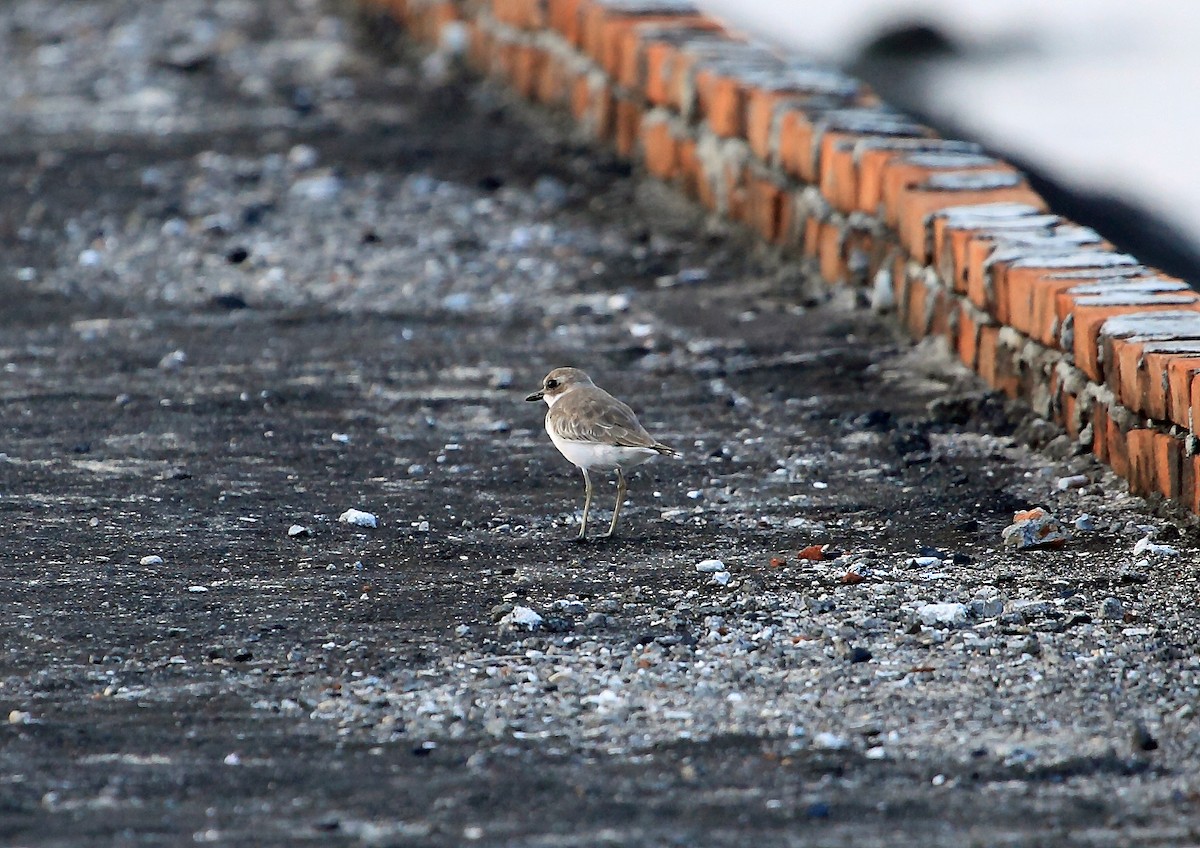 Greater Sand-Plover - ML46572591