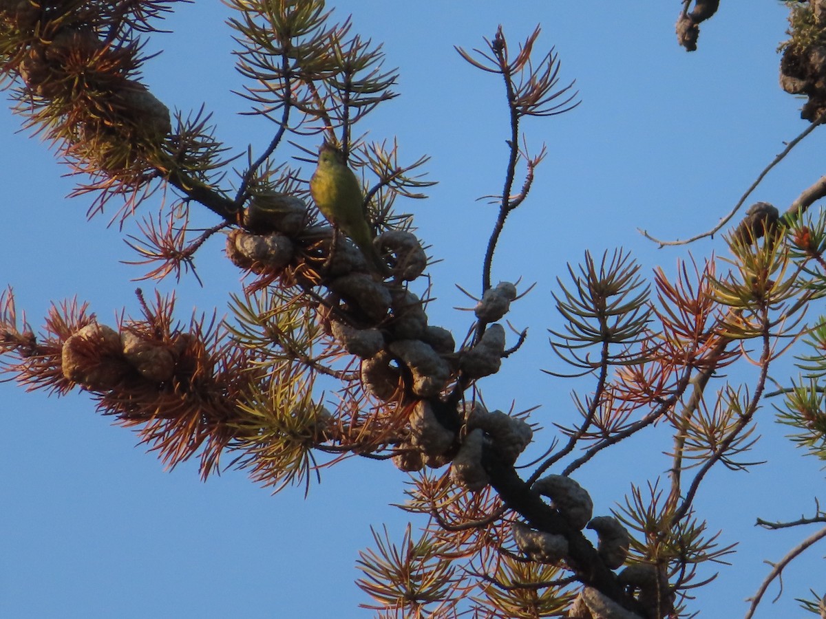 Orange-crowned Warbler - ML465725941