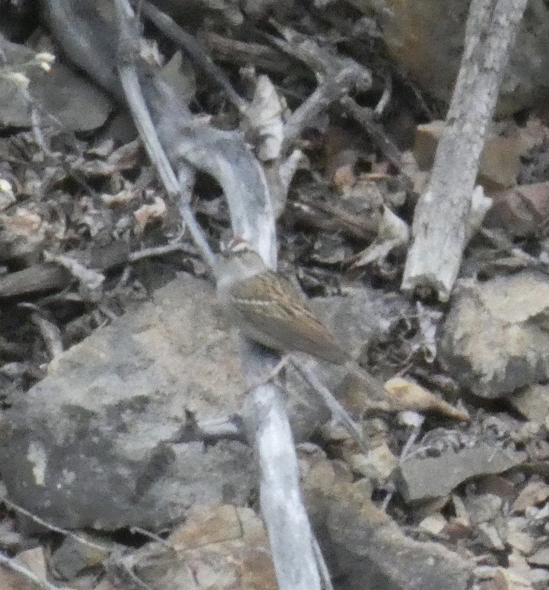 Chipping Sparrow - ML465726001