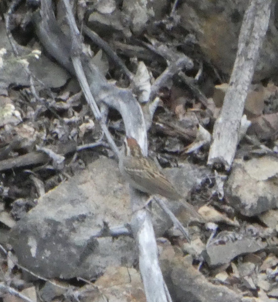 Chipping Sparrow - ML465726011