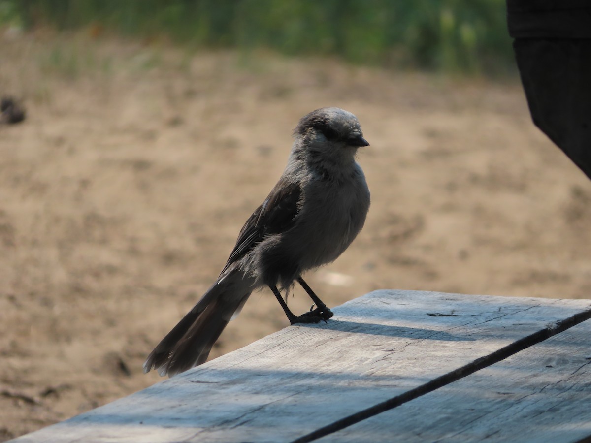 Canada Jay - ML465726101