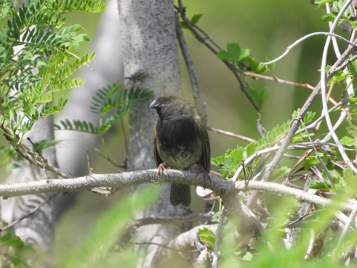 Black-faced Grassquit - ML465726521