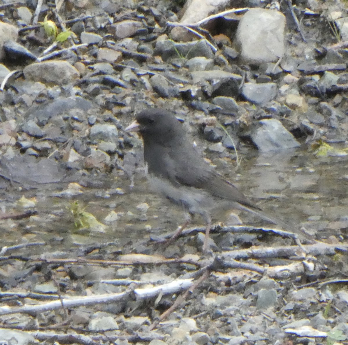Dark-eyed Junco (Slate-colored) - ML465726581