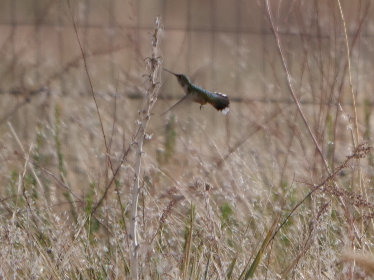 Broad-tailed Hummingbird - ML465726621