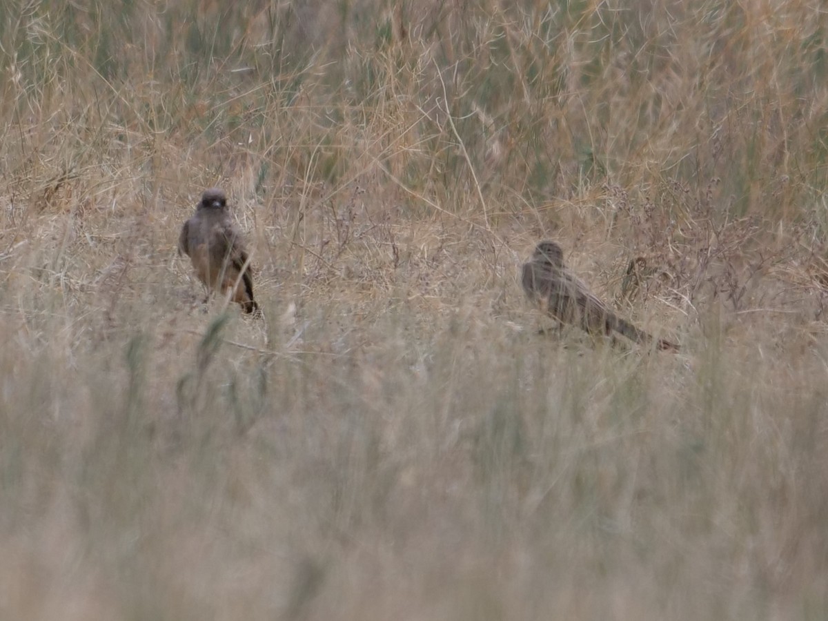 Say's Phoebe - ML465726661