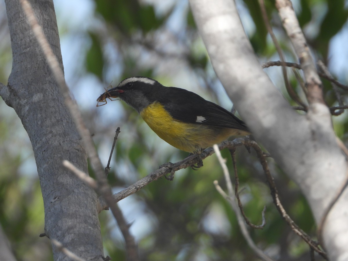 Bananaquit - Alejandro Naranjo Sandoval