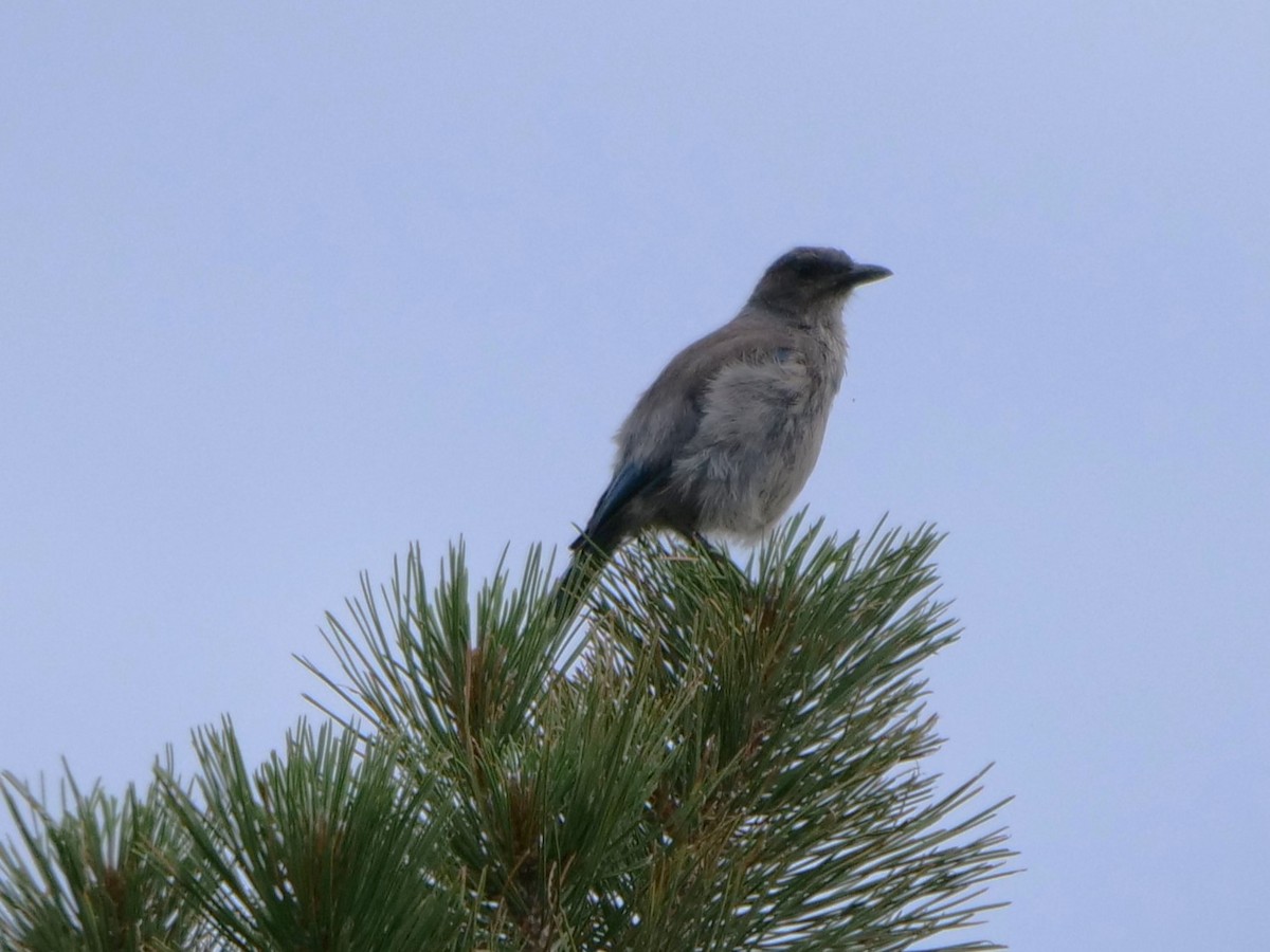 Woodhouse's Scrub-Jay - ML465726701