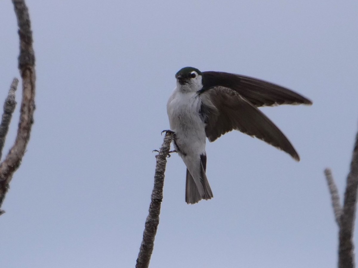 Violet-green Swallow - ML465726801
