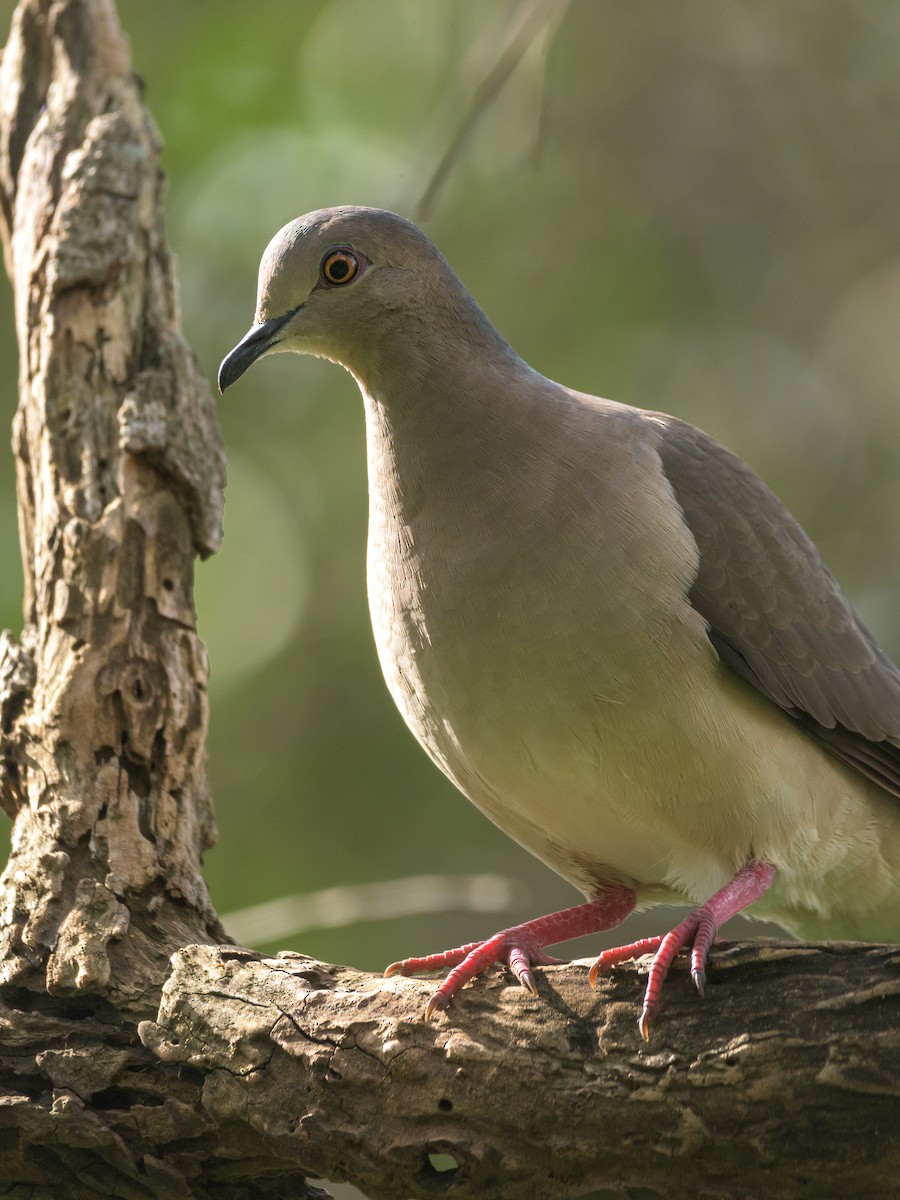 White-tipped Dove - ML465726891