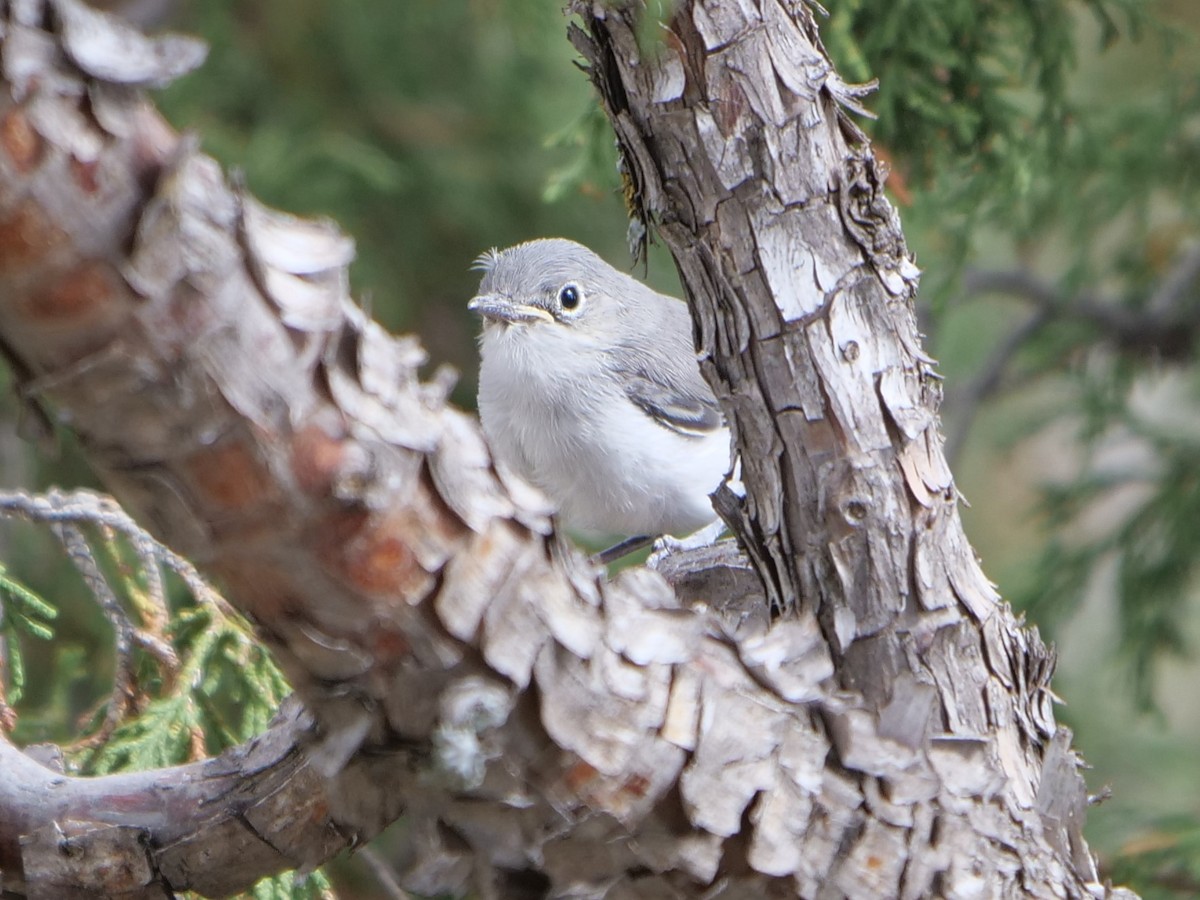 Blue-gray Gnatcatcher - ML465726921