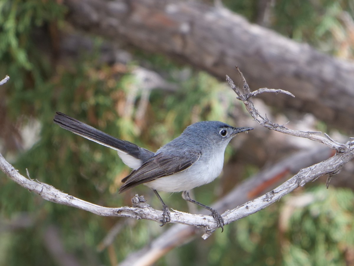 Blue-gray Gnatcatcher - ML465726931