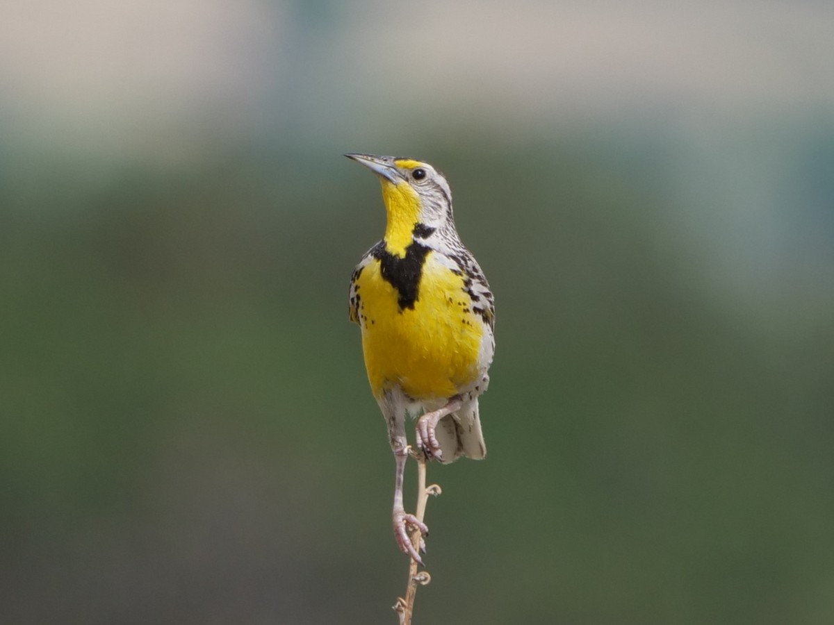 Western Meadowlark - ML465726941