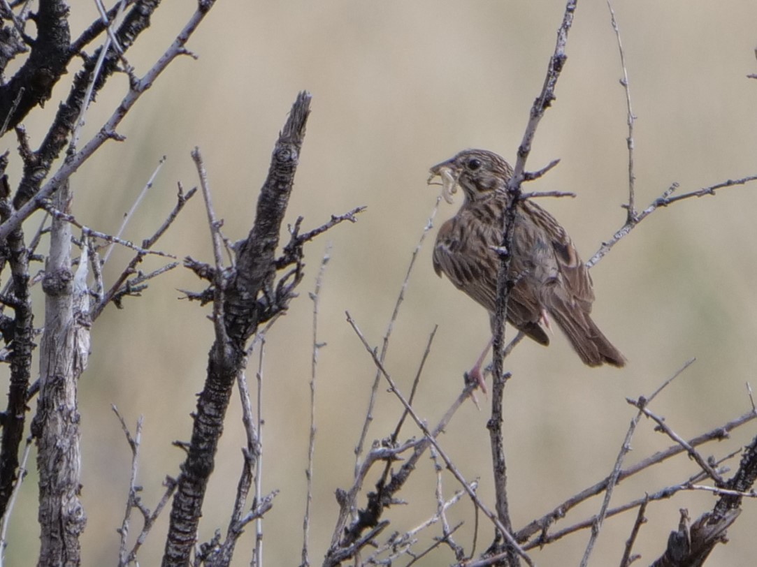 Vesper Sparrow - ML465726991