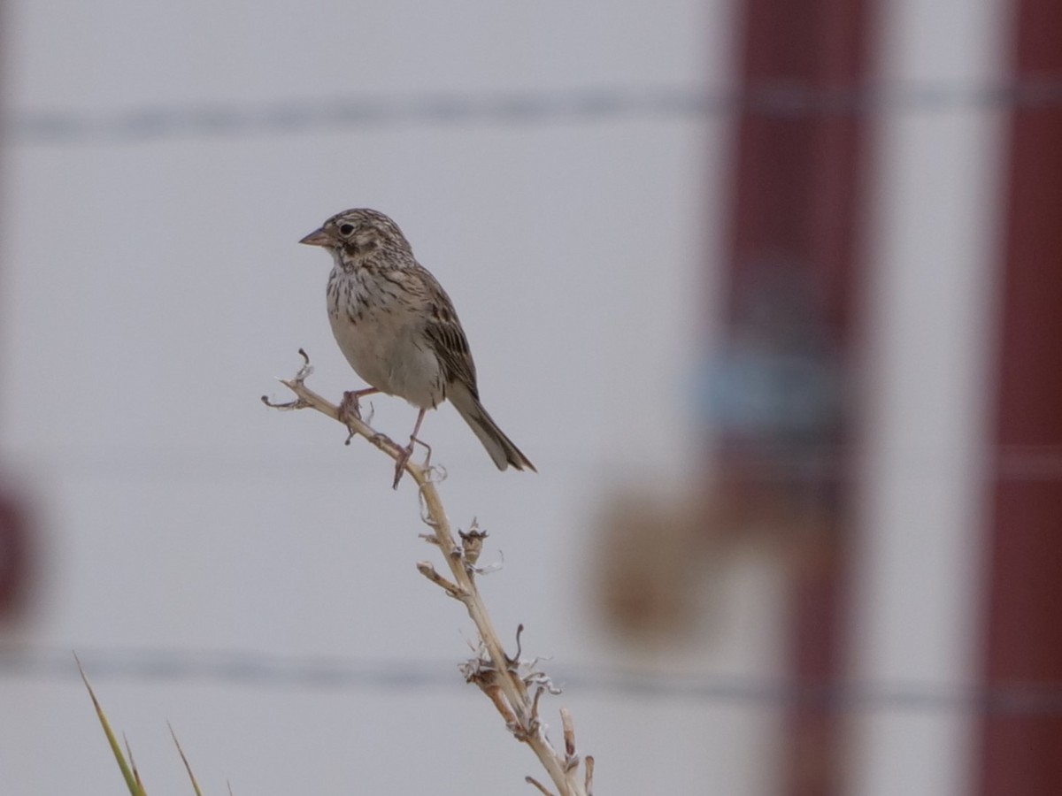 Vesper Sparrow - ML465727001