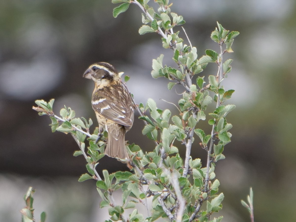 Black-headed Grosbeak - ML465727011