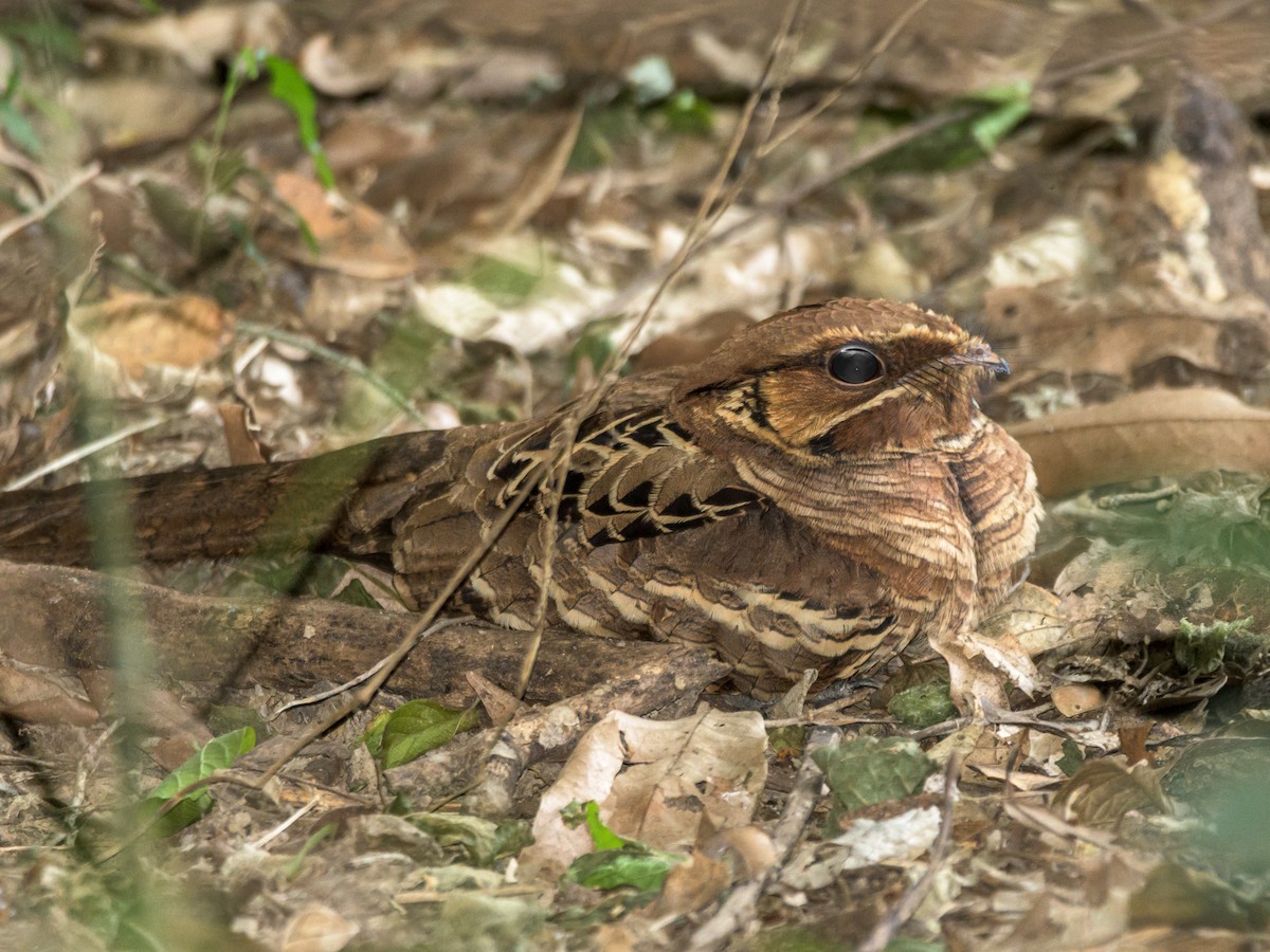 Common Pauraque - Carlos Rossello