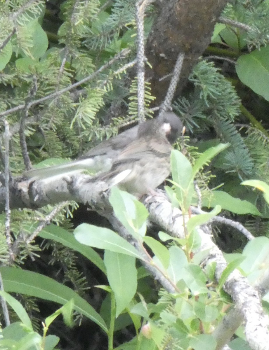 Dark-eyed Junco (Slate-colored) - ML465727491