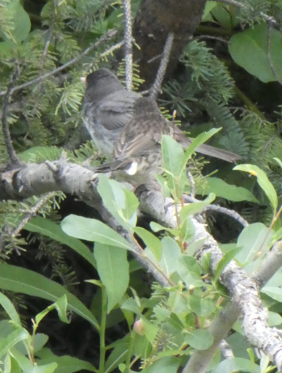 Dark-eyed Junco (Slate-colored) - ML465727561