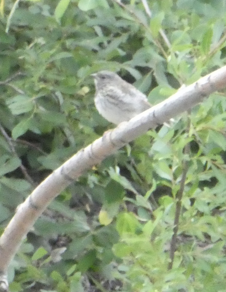 Dark-eyed Junco (Slate-colored) - ML465727831