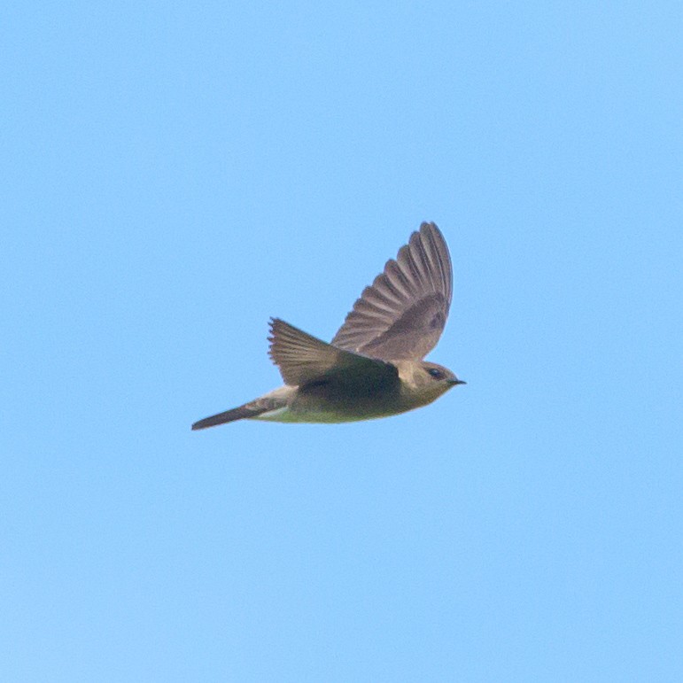 Southern Rough-winged Swallow - ML465727991