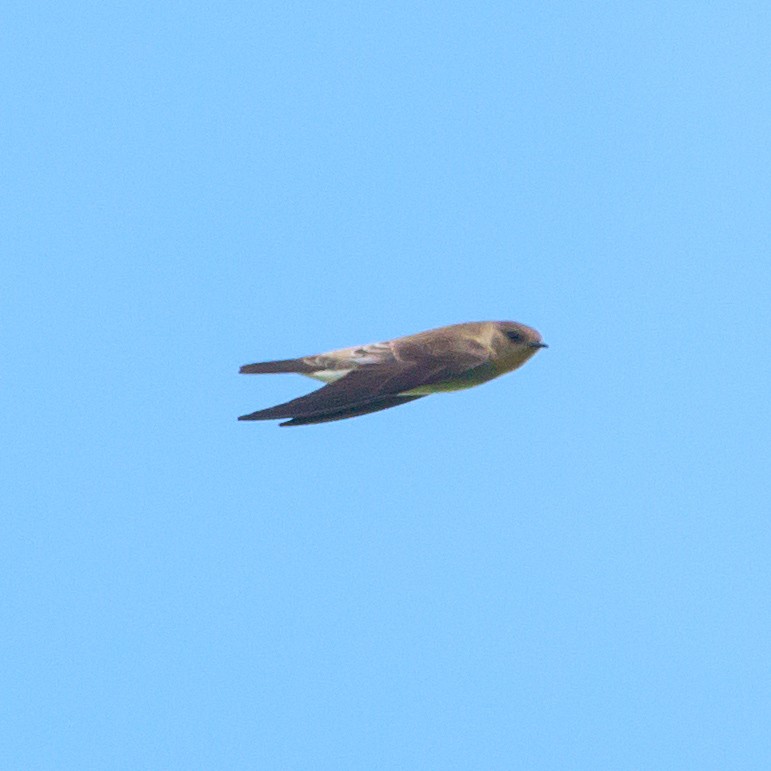 Southern Rough-winged Swallow - ML465728001