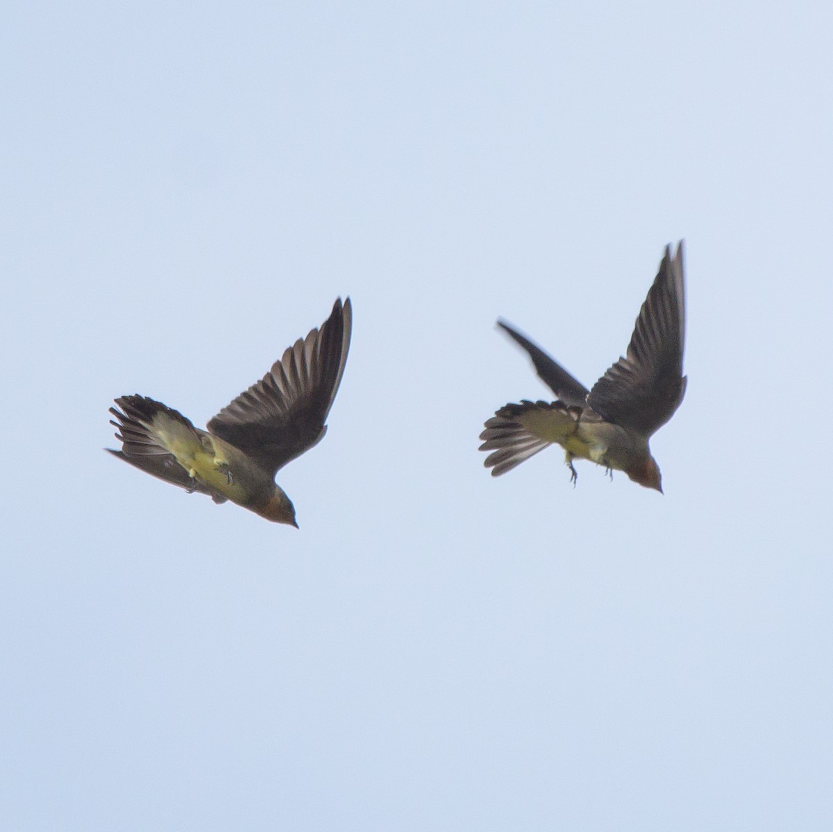 Southern Rough-winged Swallow - ML465728041