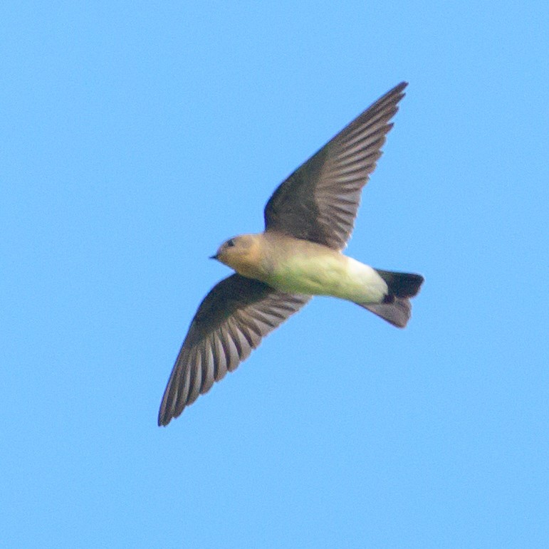 Southern Rough-winged Swallow - ML465728081