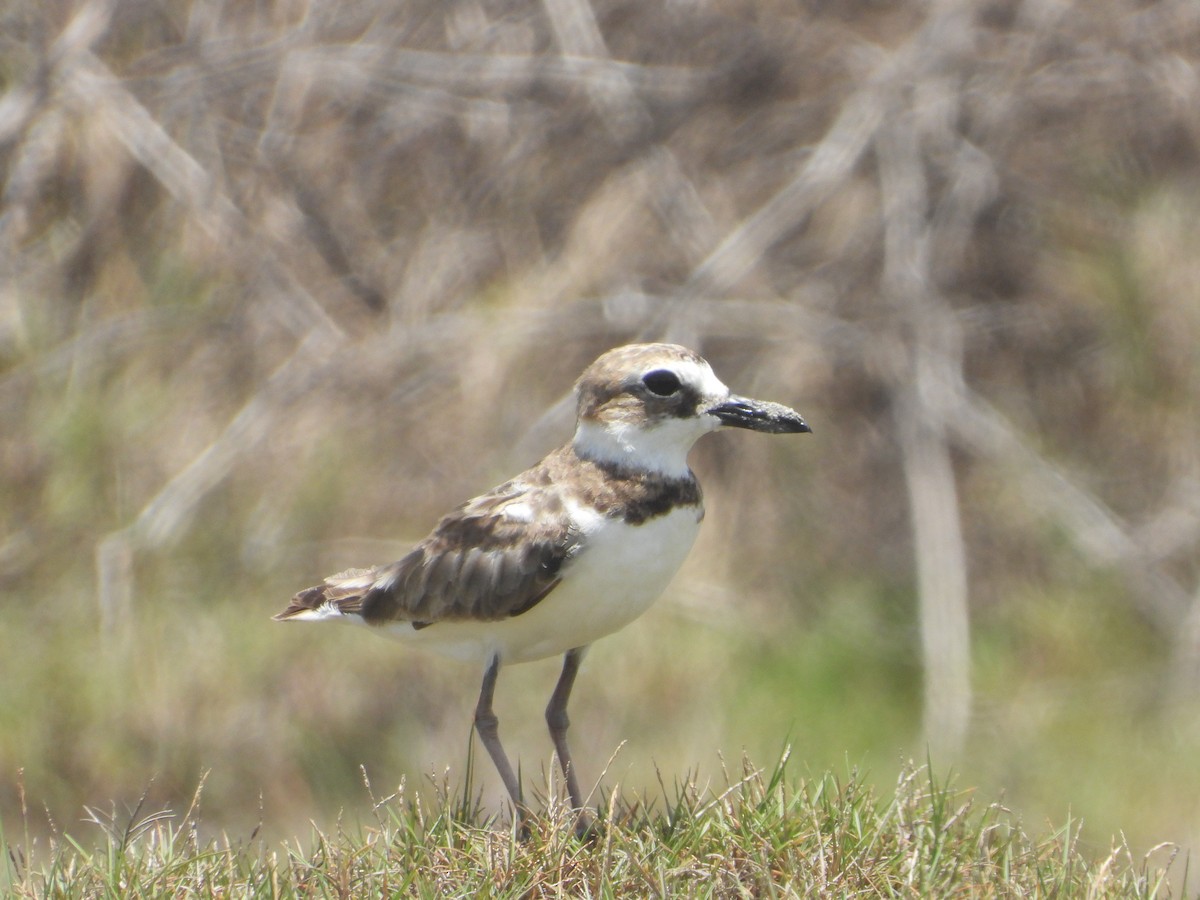 Wilson's Plover - ML465728201