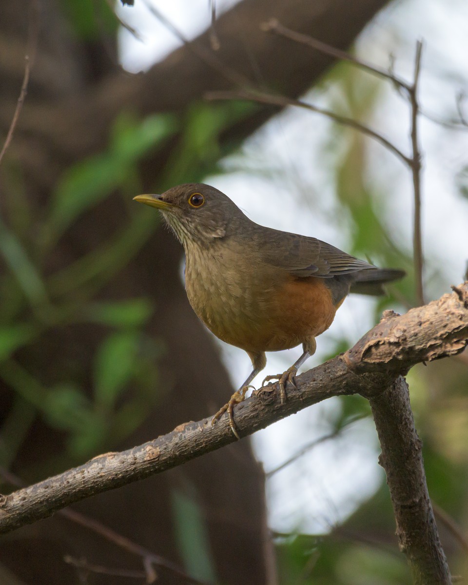 Rufous-bellied Thrush - ML465728361