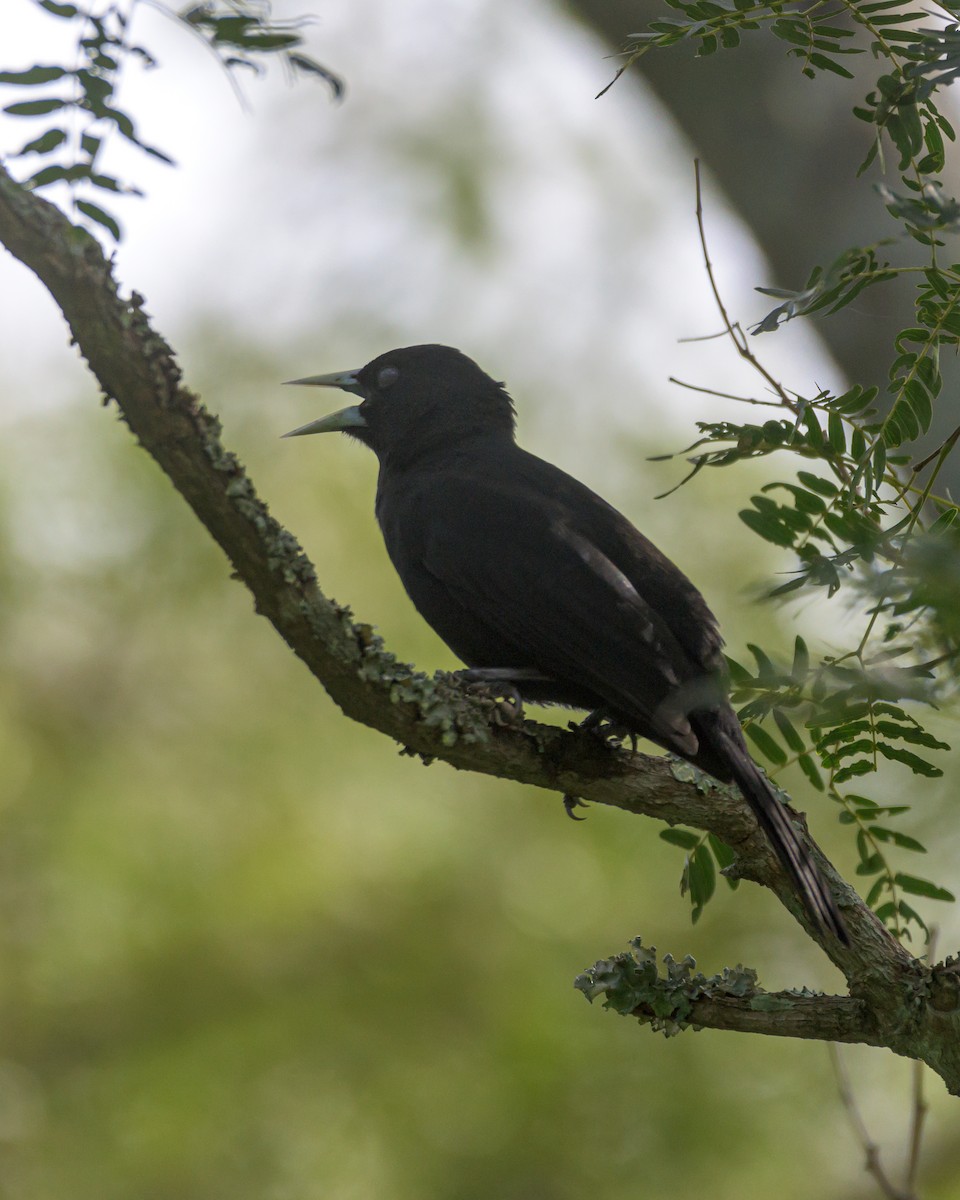 Solitary Black Cacique - Carlos Rossello