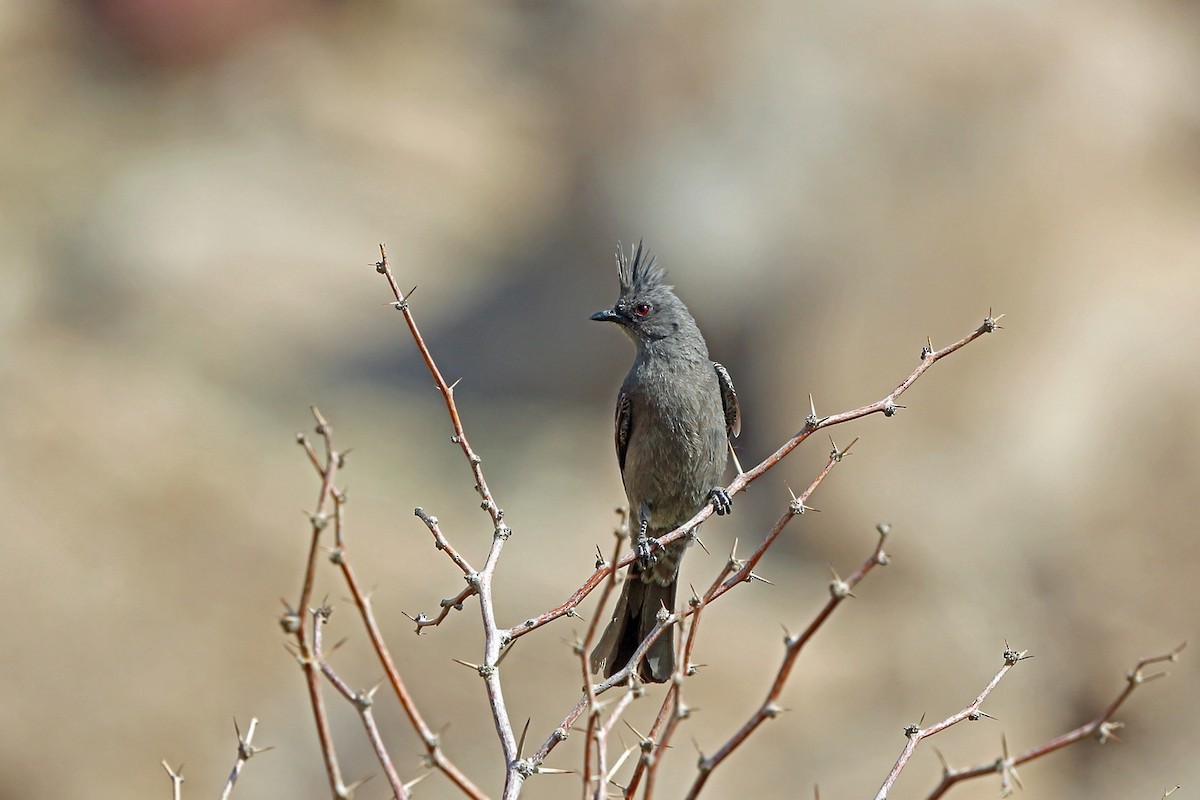 Capulinero Negro - ML46572911