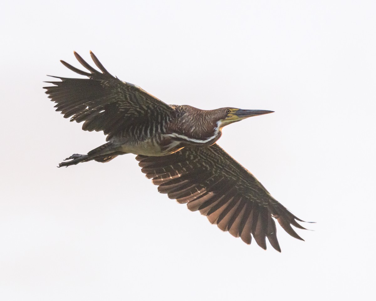 Rufescent Tiger-Heron - Carlos Rossello