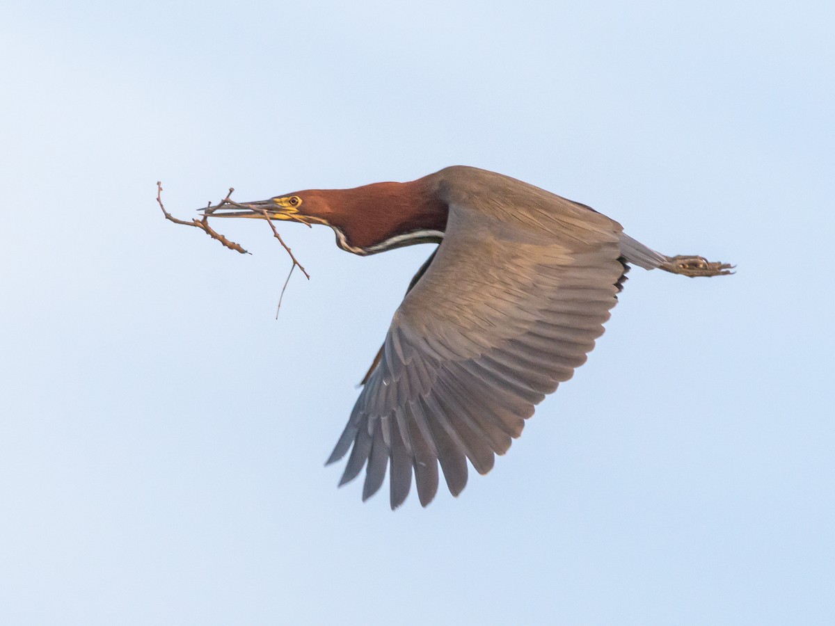 Rufescent Tiger-Heron - Carlos Rossello